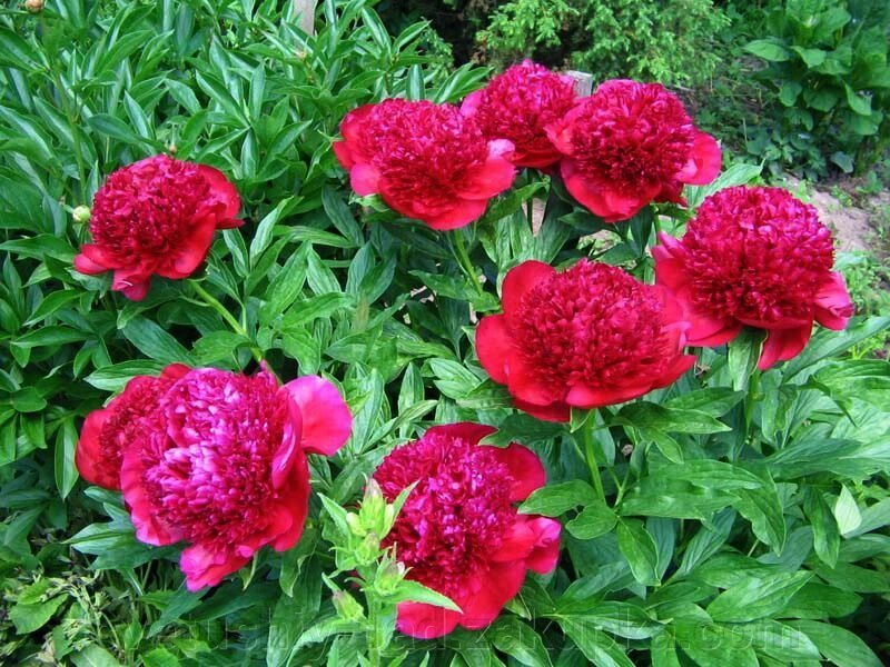 Півонія Ред Шарм  1шт (1 поле 6 ряд) від компанії Квітучій сад у Великих Сорочинцях - фото 1