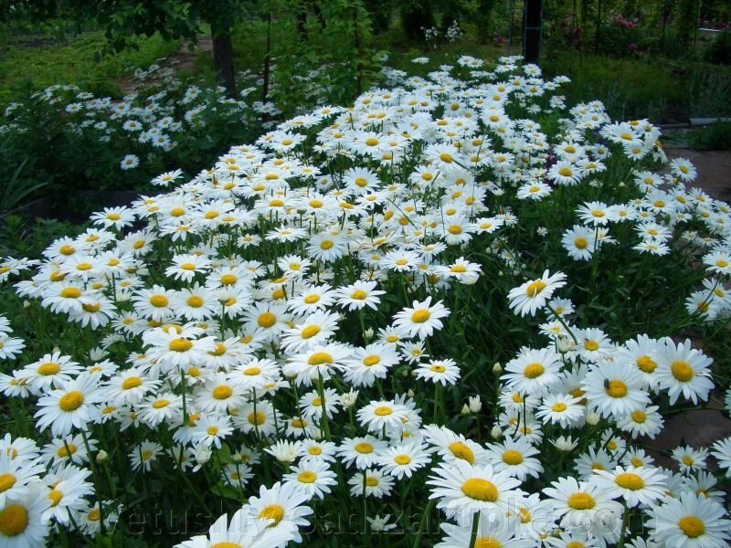 Ромен крупноцветковий (невеликий кущ) від компанії Квітучій сад у Великих Сорочинцях - фото 1