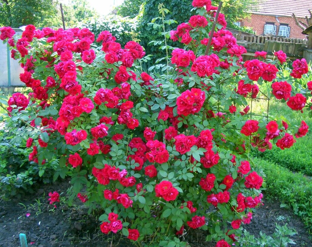 Роза плетистая Фламентанц від компанії Квітучій сад у Великих Сорочинцях - фото 1