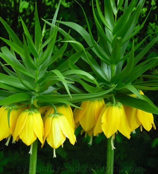 Рябчик імператорський жовтий від компанії Квітучій сад у Великих Сорочинцях - фото 1