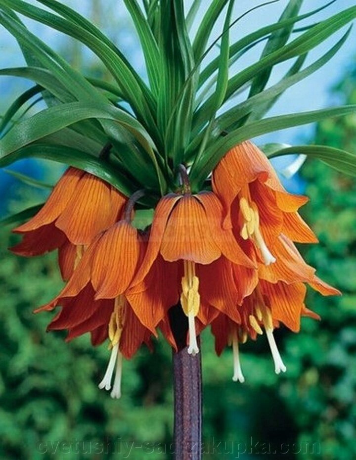 Рябчик помаранчевий (фрітіллярія) від компанії Квітучій сад у Великих Сорочинцях - фото 1