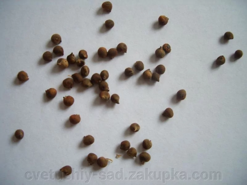 Купить Семена Гибискуса На Озон