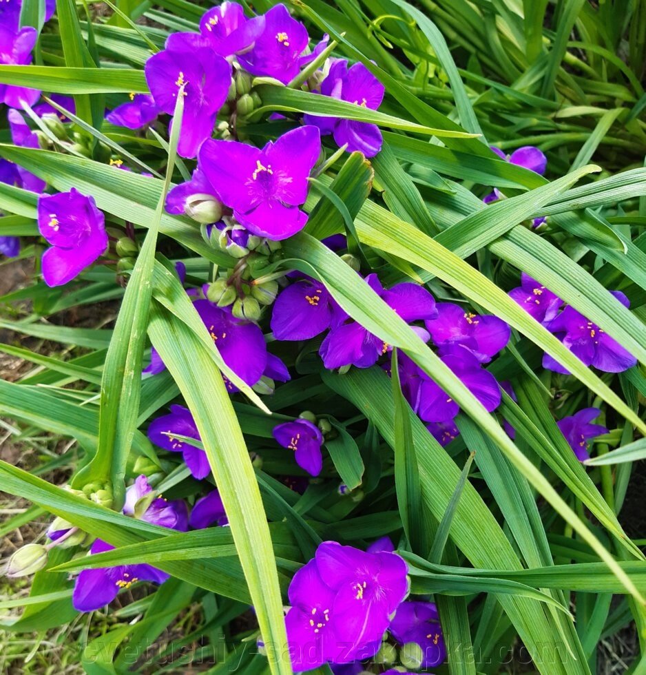 Традесканція пурпурна (до 10 ростків) від компанії Квітучій сад у Великих Сорочинцях - фото 1