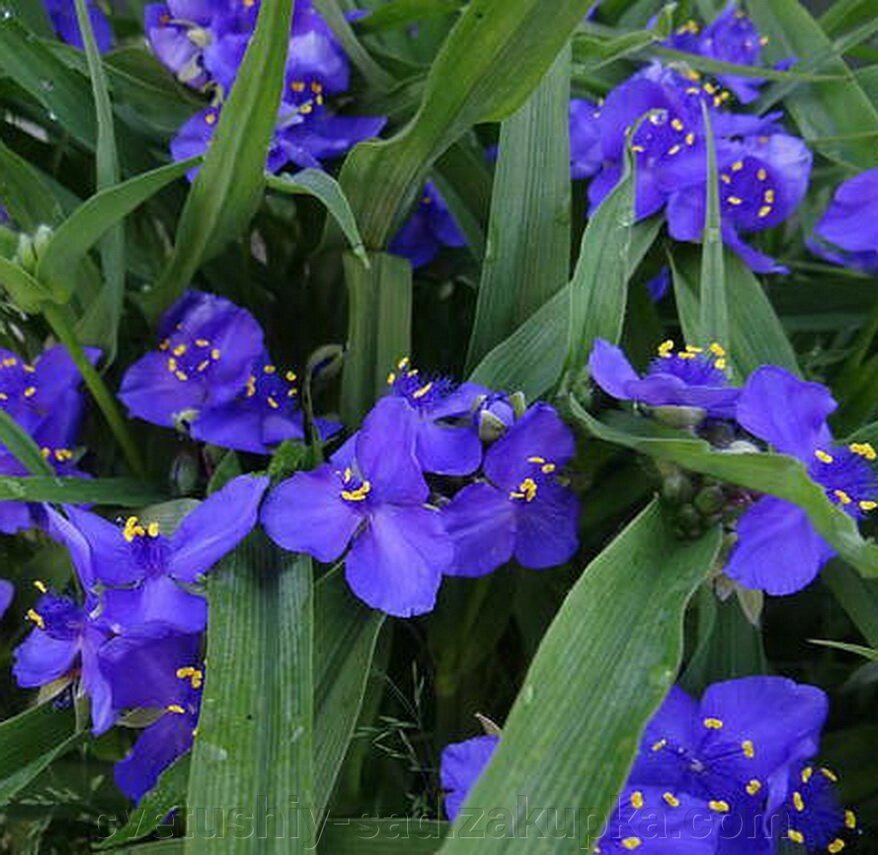 Традесканція Синя (до 10 ростків) від компанії Квітучій сад у Великих Сорочинцях - фото 1