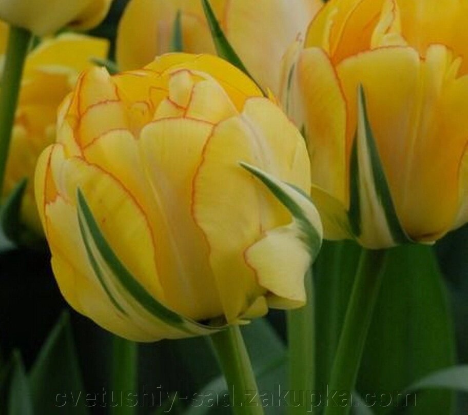 Тюльпан  Акебоно від компанії Квітучій сад у Великих Сорочинцях - фото 1