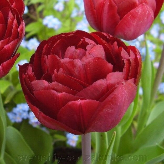 Тюльпан Анкл Том* від компанії Квітучій сад у Великих Сорочинцях - фото 1