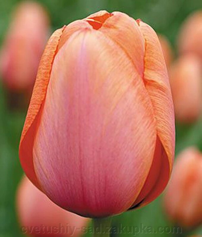 Тюльпан Апрікот Імпрезіум 5 шт від компанії Квітучій сад у Великих Сорочинцях - фото 1