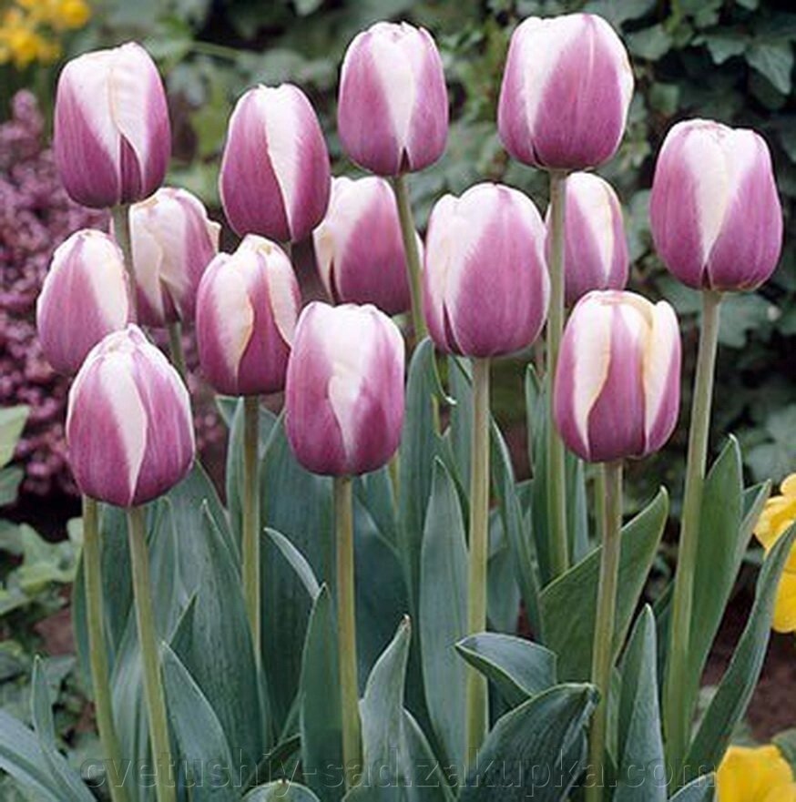 Тюльпан Атлантіс* від компанії Квітучій сад у Великих Сорочинцях - фото 1
