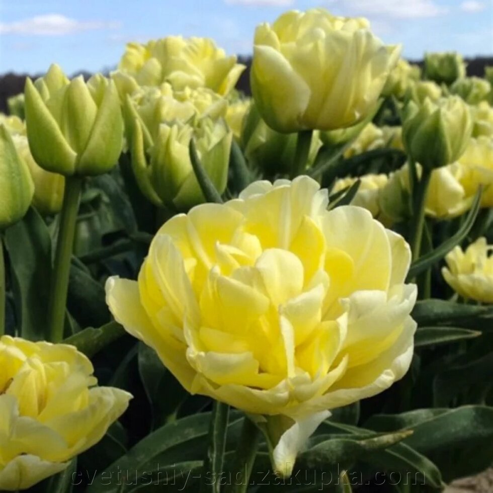 Тюльпан Авант Гарде 1 шт від компанії Квітучій сад у Великих Сорочинцях - фото 1