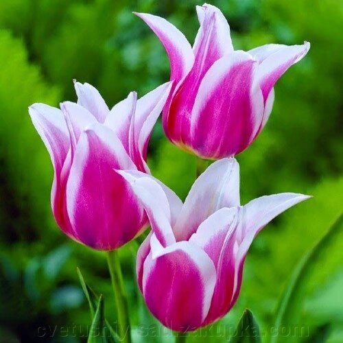 Тюльпан Балада 1 шт від компанії Квітучій сад у Великих Сорочинцях - фото 1
