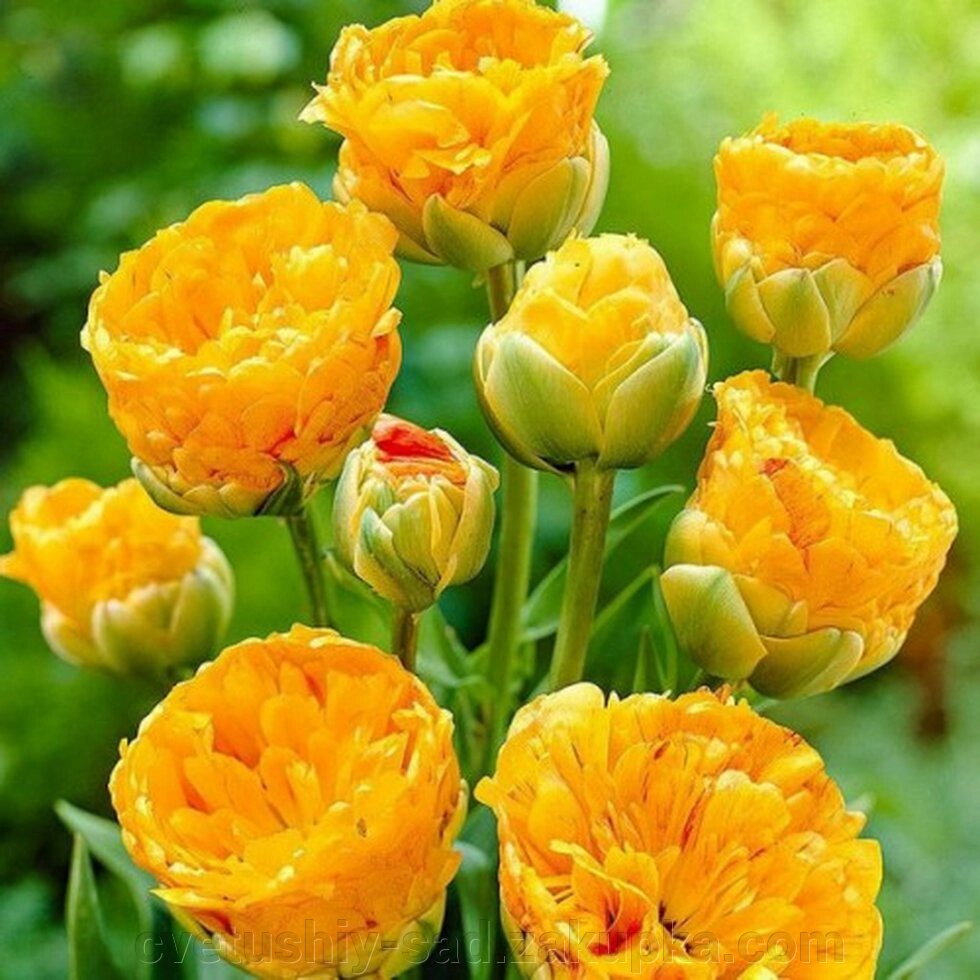 Тюльпан Дабл Б'юті оф Апелдорн 1 шт від компанії Квітучій сад у Великих Сорочинцях - фото 1