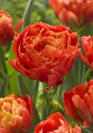 Тюльпан Дабл Кінг 1 шт від компанії Квітучій сад у Великих Сорочинцях - фото 1