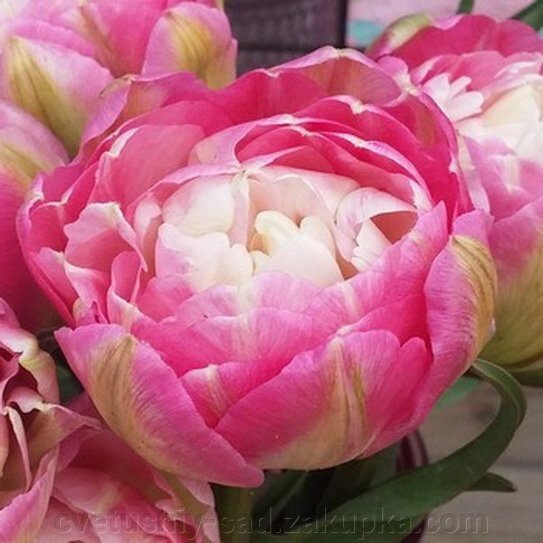 Тюльпан Дабл Шугар* від компанії Квітучій сад у Великих Сорочинцях - фото 1