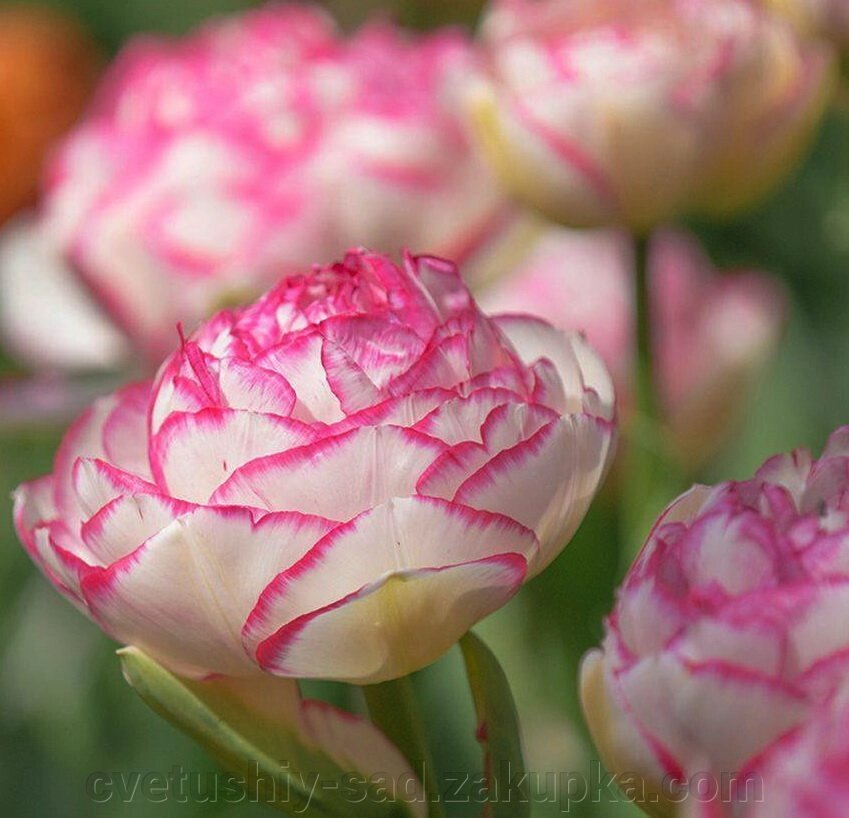 Тюльпан Дабл Тач* від компанії Квітучій сад у Великих Сорочинцях - фото 1