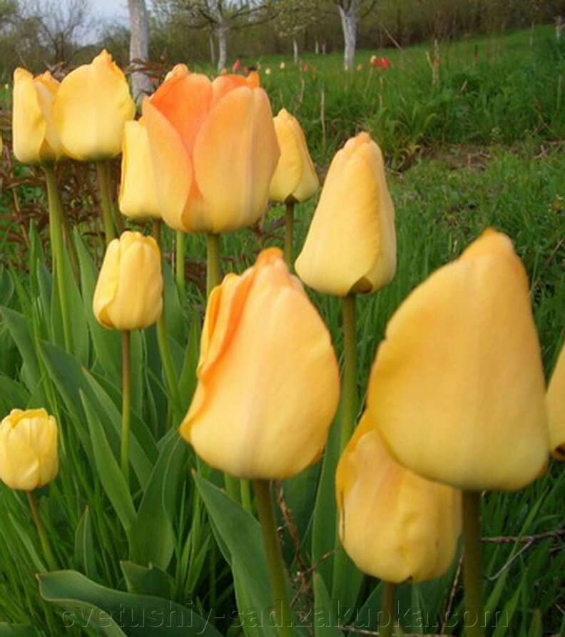 Тюльпан Дейдрим (зараз великі цибулини не посаджені осінню) від компанії Квітучій сад у Великих Сорочинцях - фото 1
