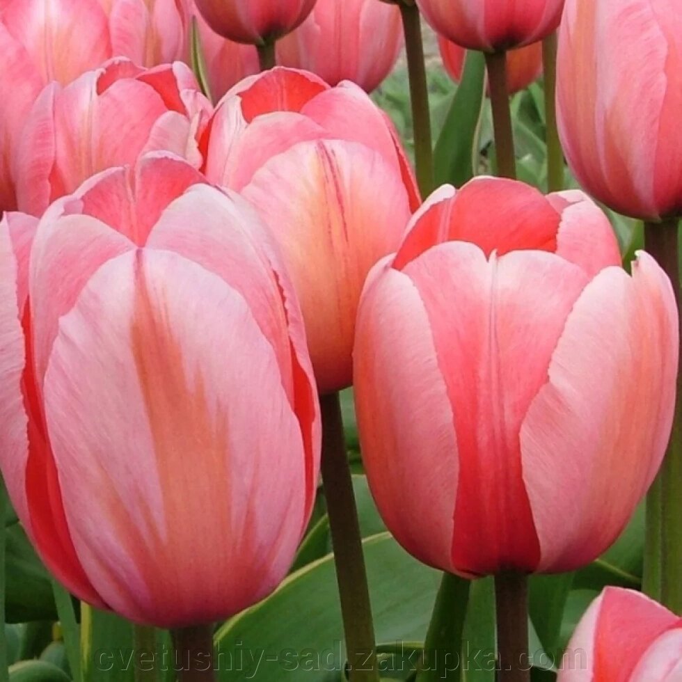 Тюльпан Дизайн Імпрешн 1 шт від компанії Квітучій сад у Великих Сорочинцях - фото 1