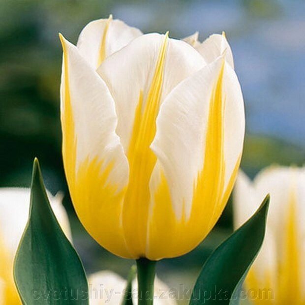 Тюльпан Джап Грот 1 шт велика від компанії Квітучій сад у Великих Сорочинцях - фото 1