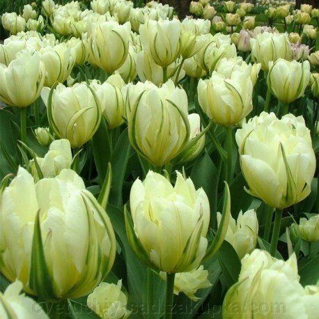 Тюльпан Екзотик Емперор 1 шт крупная від компанії Квітучій сад у Великих Сорочинцях - фото 1
