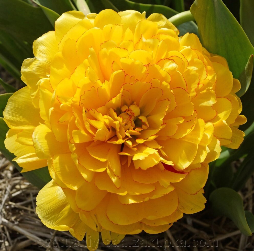 Тюльпан Елоу Помпонетт 1шт від компанії Квітучій сад у Великих Сорочинцях - фото 1