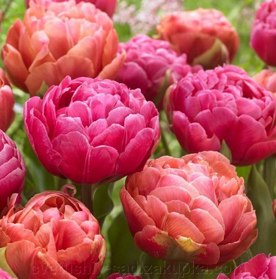 Тюльпан Емейзінг Грейс* від компанії Квітучій сад у Великих Сорочинцях - фото 1