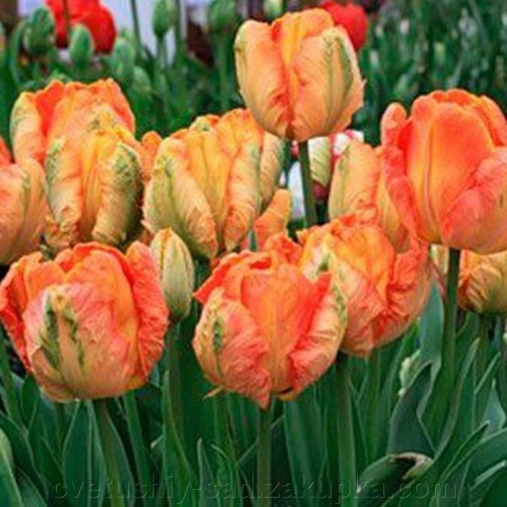 Тюльпан Епрікот Перрот 1шт від компанії Квітучій сад у Великих Сорочинцях - фото 1