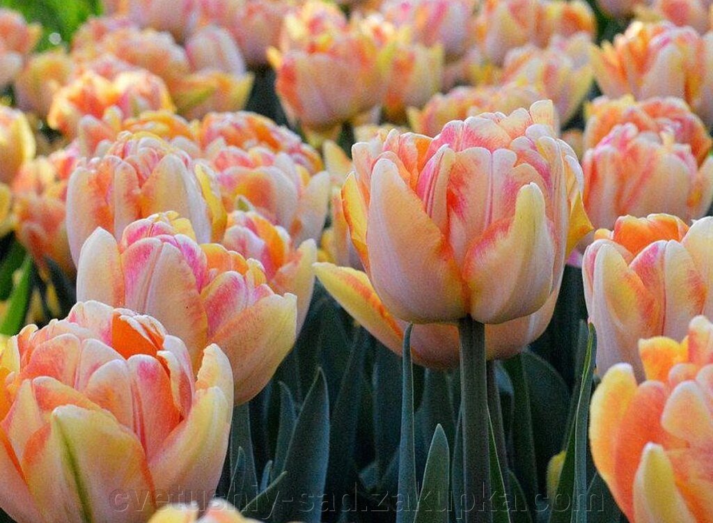 Тюльпан Фоксі Фокстрот* від компанії Квітучій сад у Великих Сорочинцях - фото 1
