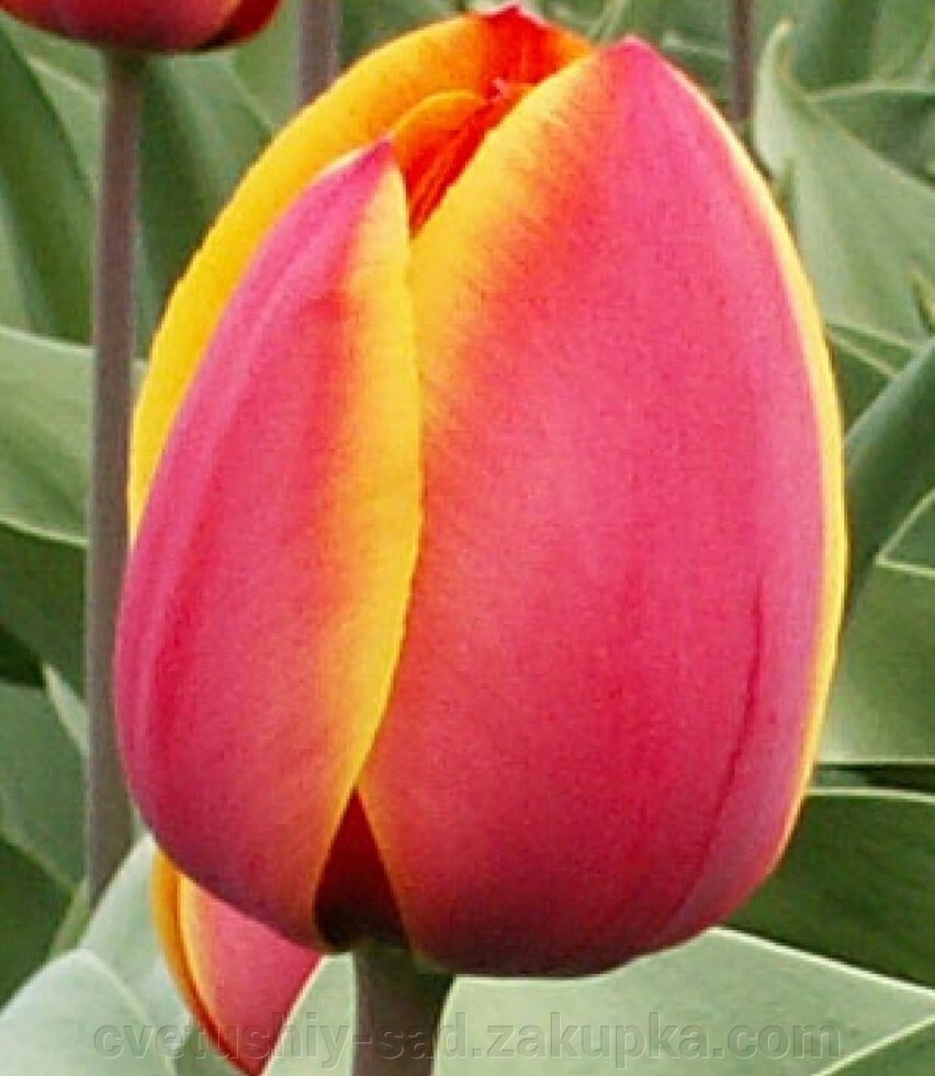 Тюльпан Форготен Дрімс 1 велика від компанії Квітучій сад у Великих Сорочинцях - фото 1