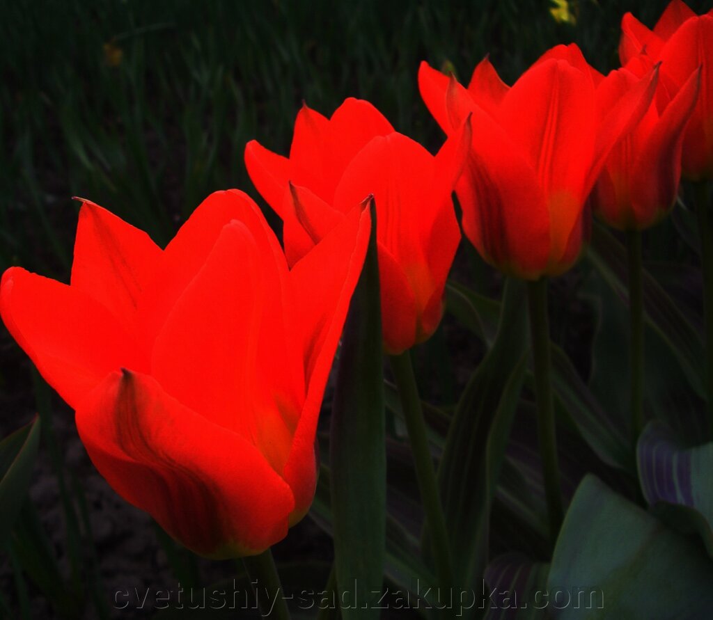 Тюльпан  Гігант Америка* від компанії Квітучій сад у Великих Сорочинцях - фото 1