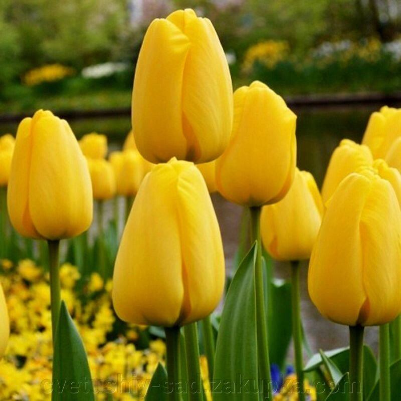 Тюльпан Голден Аппельдорн 1 шт велика цибулина від компанії Квітучій сад у Великих Сорочинцях - фото 1