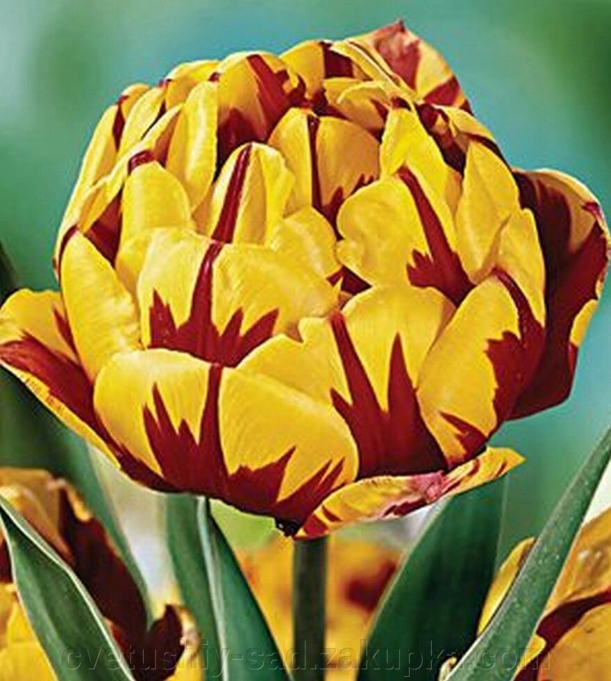 Тюльпан Голден Ніцца* від компанії Квітучій сад у Великих Сорочинцях - фото 1