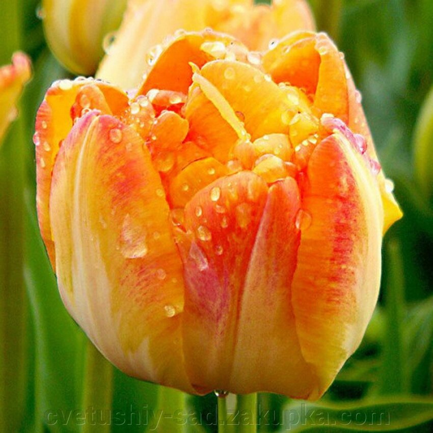 Тюльпан Гранні Авард 1 шт від компанії Квітучій сад у Великих Сорочинцях - фото 1