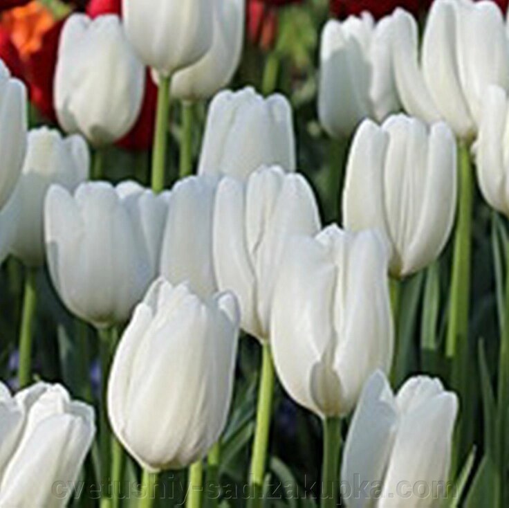 Тюльпан Хакун 1 шт від компанії Квітучій сад у Великих Сорочинцях - фото 1