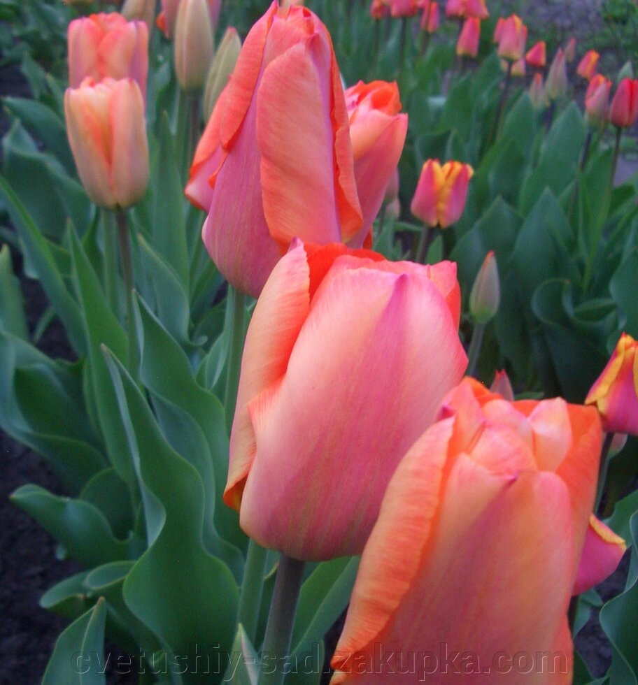 Тюльпан  Hollands Glory 1 шт велика цибулина від компанії Квітучій сад у Великих Сорочинцях - фото 1