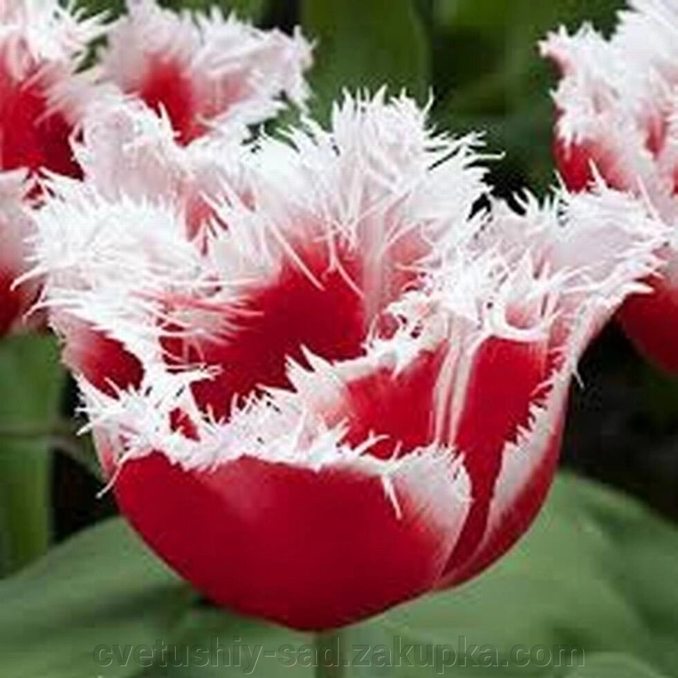 Тюльпан Канаста 1 шт від компанії Квітучій сад у Великих Сорочинцях - фото 1