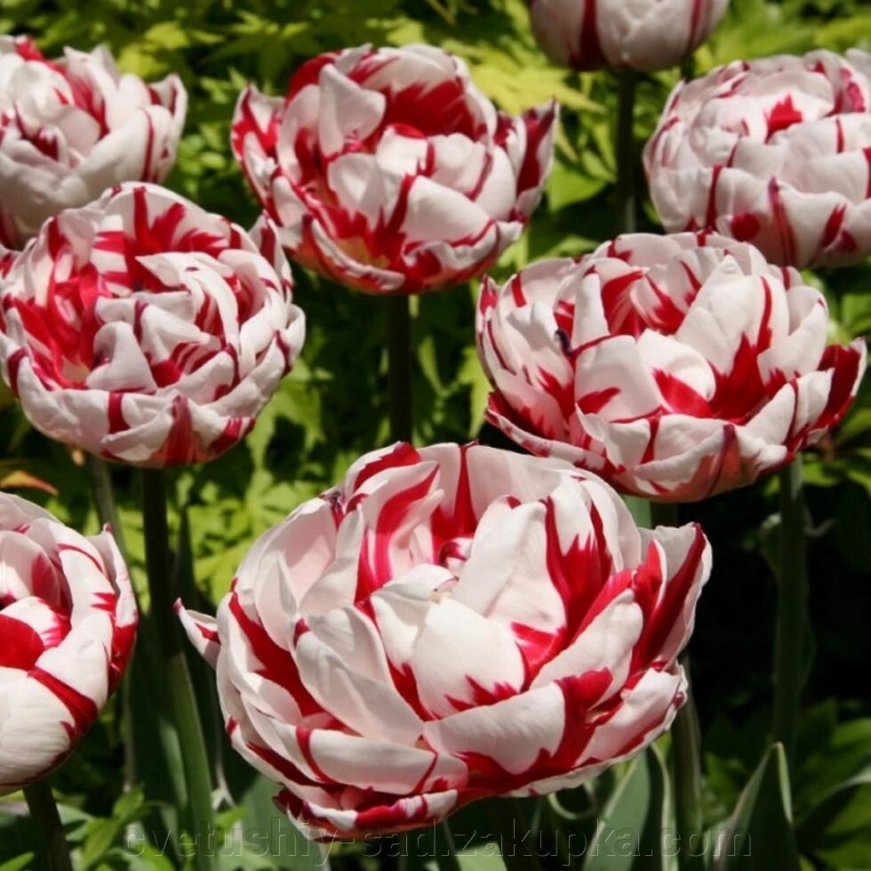 Тюльпан Каарнавал де Ніцца 1шт від компанії Квітучій сад у Великих Сорочинцях - фото 1