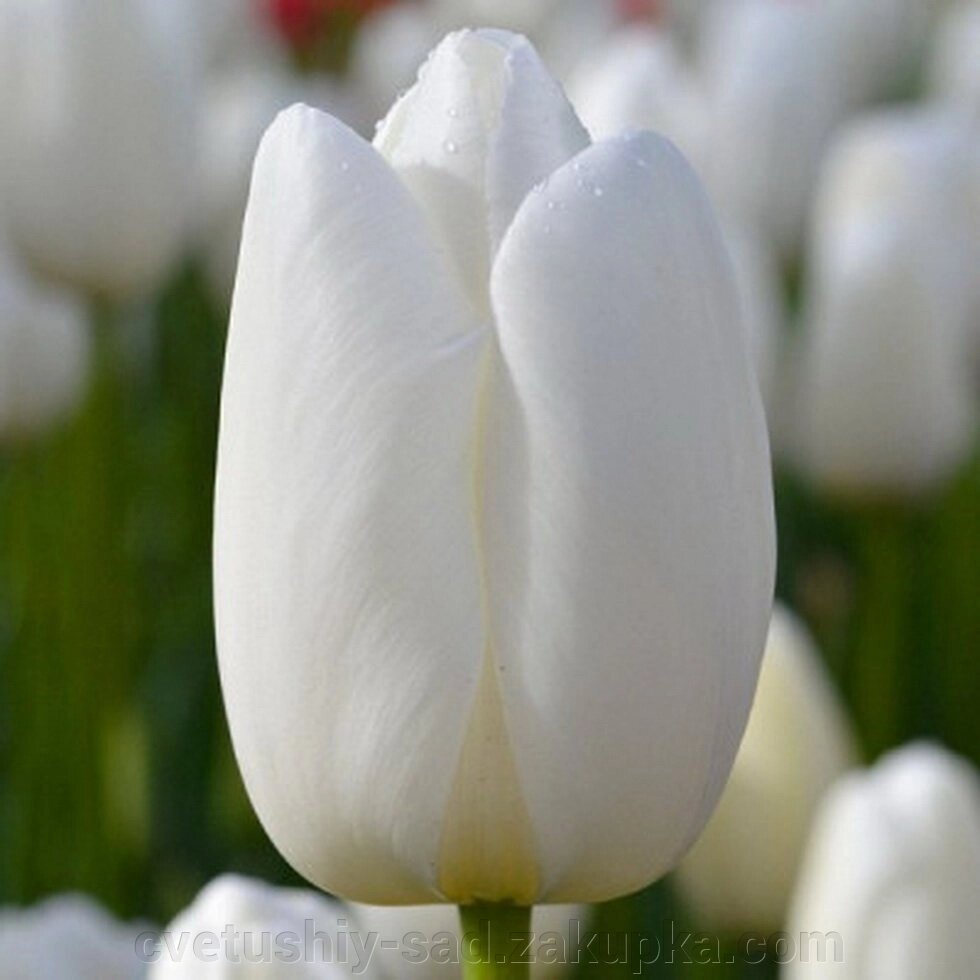 Тюльпан Клірвотер 1шт від компанії Квітучій сад у Великих Сорочинцях - фото 1