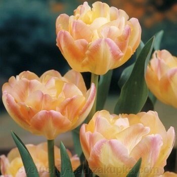Тюльпан Крем Апстар 1 шт від компанії Квітучій сад у Великих Сорочинцях - фото 1