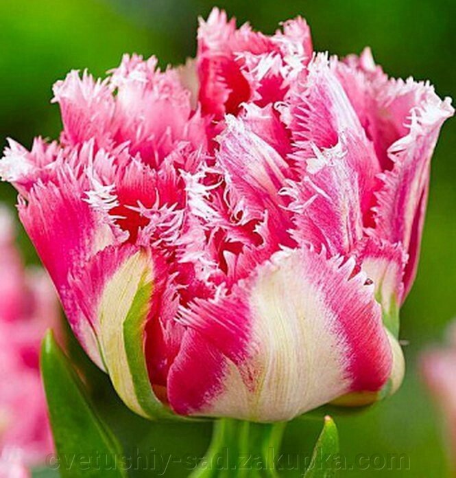 Тюльпан Кріспіон Світ 1 шт від компанії Квітучій сад у Великих Сорочинцях - фото 1