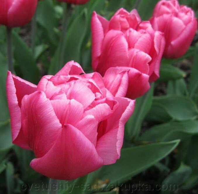 Тюльпан Квін оф Марвел 1 шт від компанії Квітучій сад у Великих Сорочинцях - фото 1