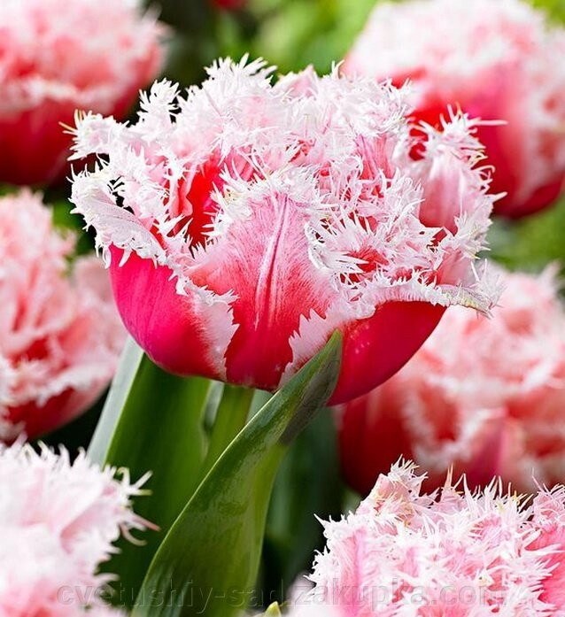 Тюльпан Квінсленд 1 шт від компанії Квітучій сад у Великих Сорочинцях - фото 1
