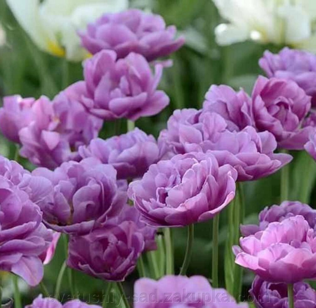 Тюльпан Лилак Перфекшн 1 шт від компанії Квітучій сад у Великих Сорочинцях - фото 1