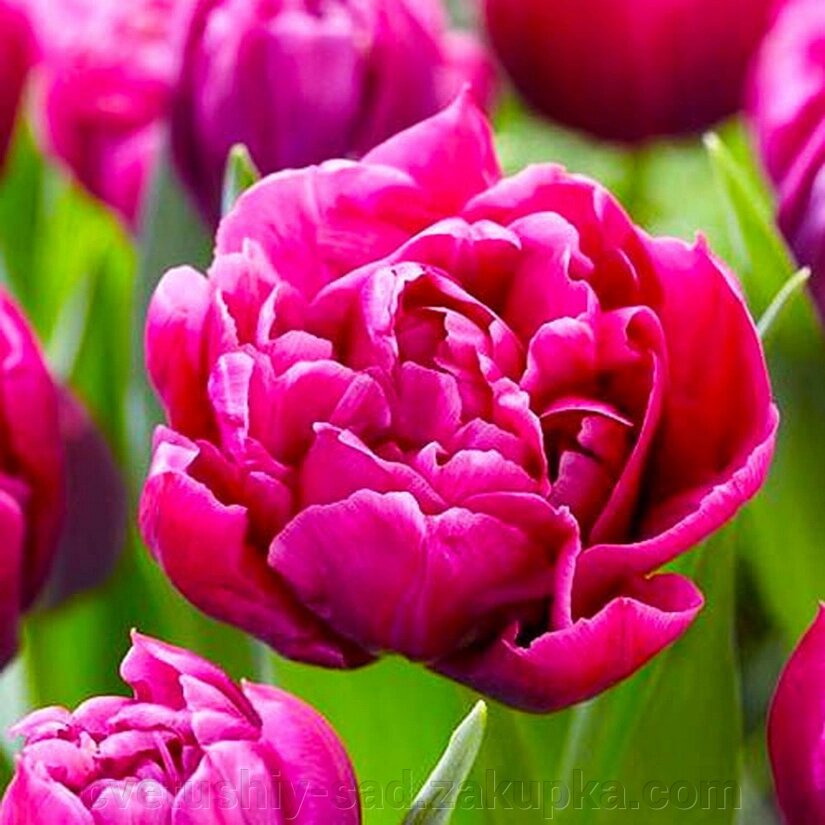 Тюльпан Маргарита 1 шт від компанії Квітучій сад у Великих Сорочинцях - фото 1