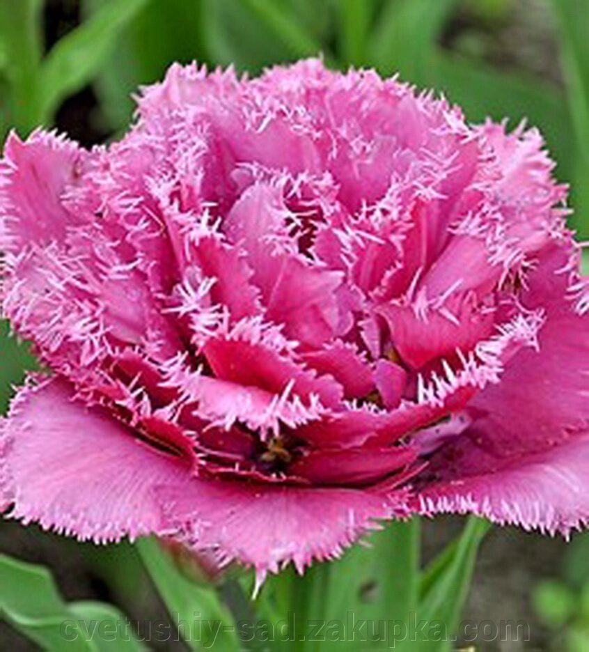 Тюльпан Матчпоінт 1шт від компанії Квітучій сад у Великих Сорочинцях - фото 1