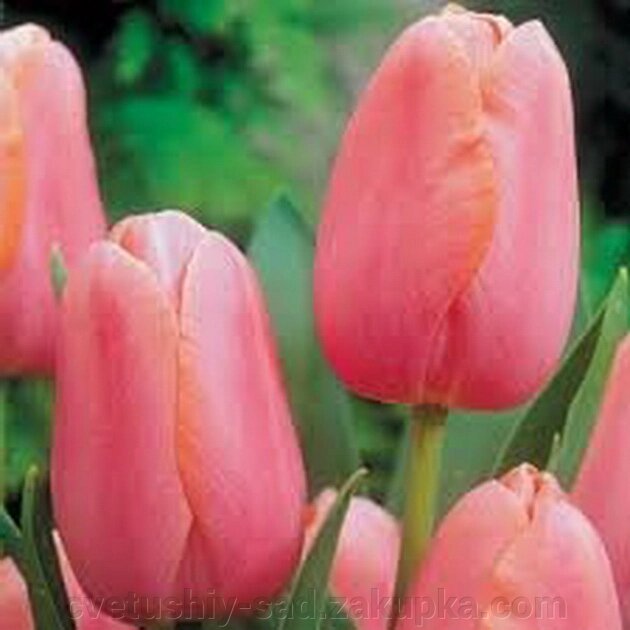 Тюльпан Ментон* від компанії Квітучій сад у Великих Сорочинцях - фото 1