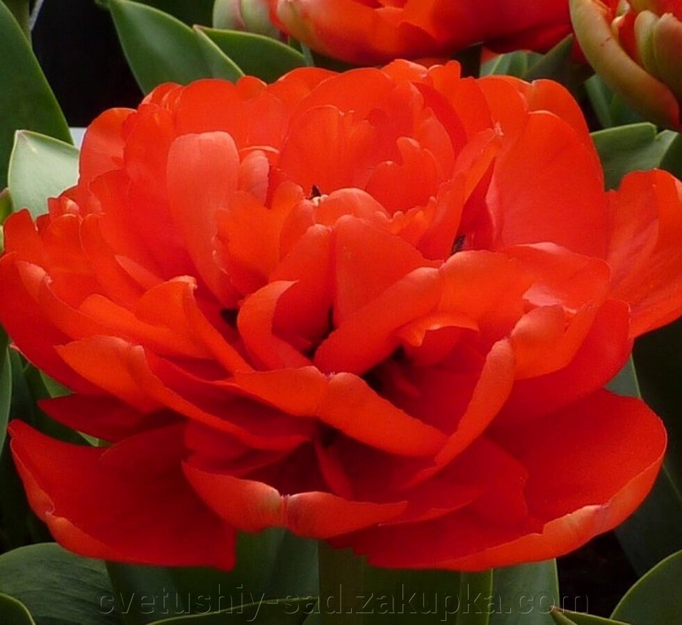 Тюльпан Міранда (велика цибулина) від компанії Квітучій сад у Великих Сорочинцях - фото 1