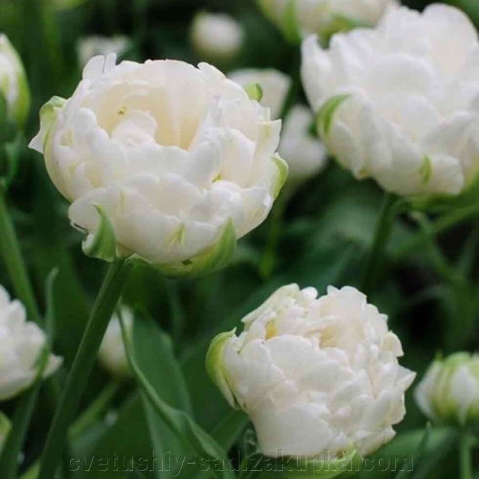 Тюльпан Мондіаль від компанії Квітучій сад у Великих Сорочинцях - фото 1