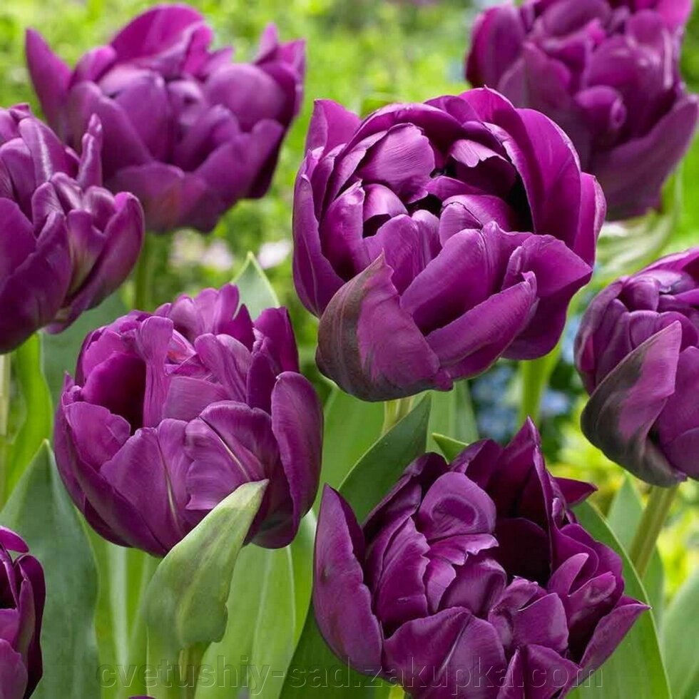 Тюльпан Негріта  Дабл від компанії Квітучій сад у Великих Сорочинцях - фото 1