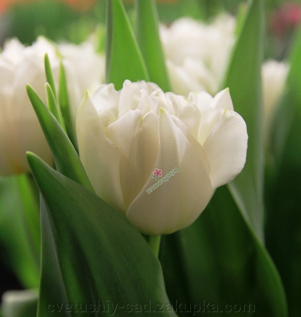 Тюльпан Норткап від компанії Квітучій сад у Великих Сорочинцях - фото 1