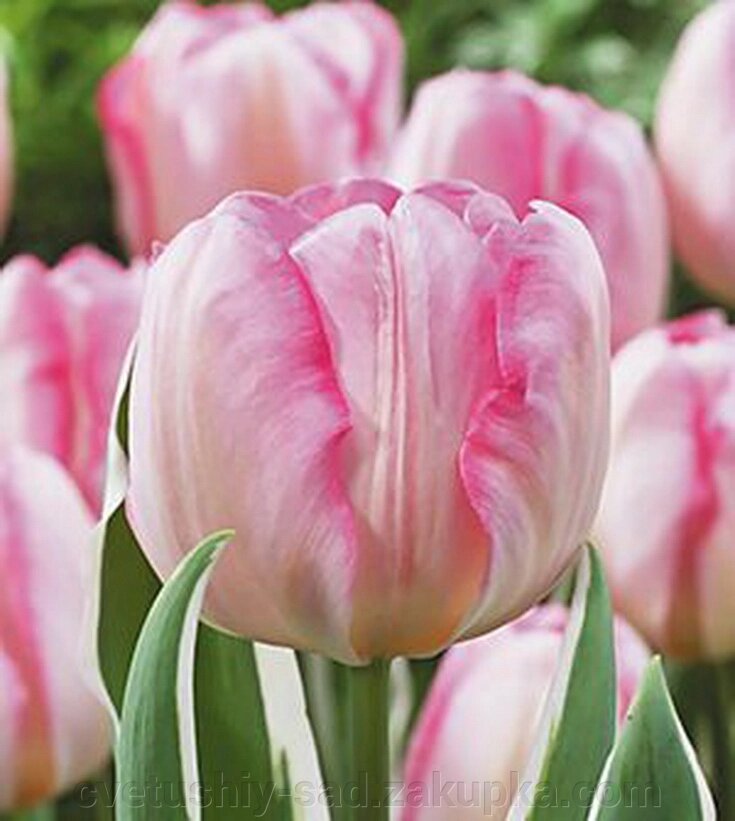 Тюльпан Нью Дизайн 1 шт від компанії Квітучій сад у Великих Сорочинцях - фото 1