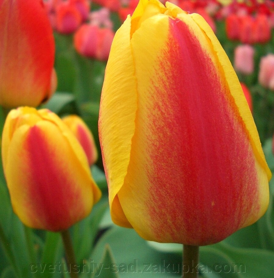 Тюльпан Оксфорд Еліт 1 шт велика від компанії Квітучій сад у Великих Сорочинцях - фото 1